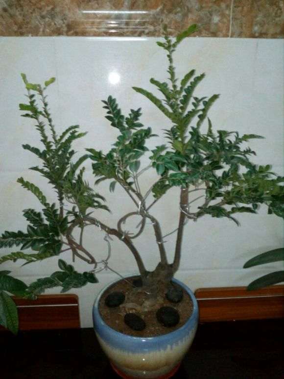 种了好久的黑骨茶下山桩怎么造型