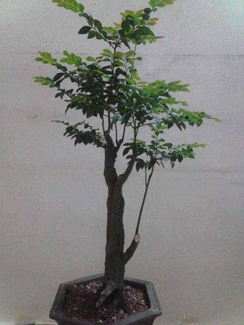 种了好久的黑骨茶下山桩怎么造型