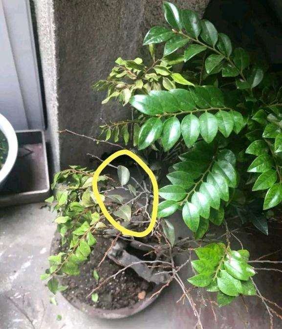 黑骨茶下山桩又枯了 这还有救吗