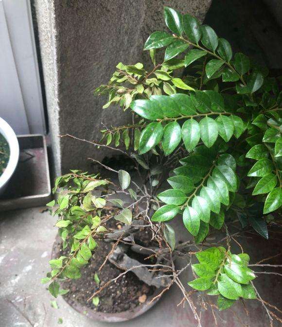 黑骨茶下山桩又枯了 这还有救吗