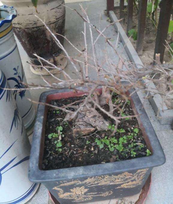 这是黑骨茶下山桩