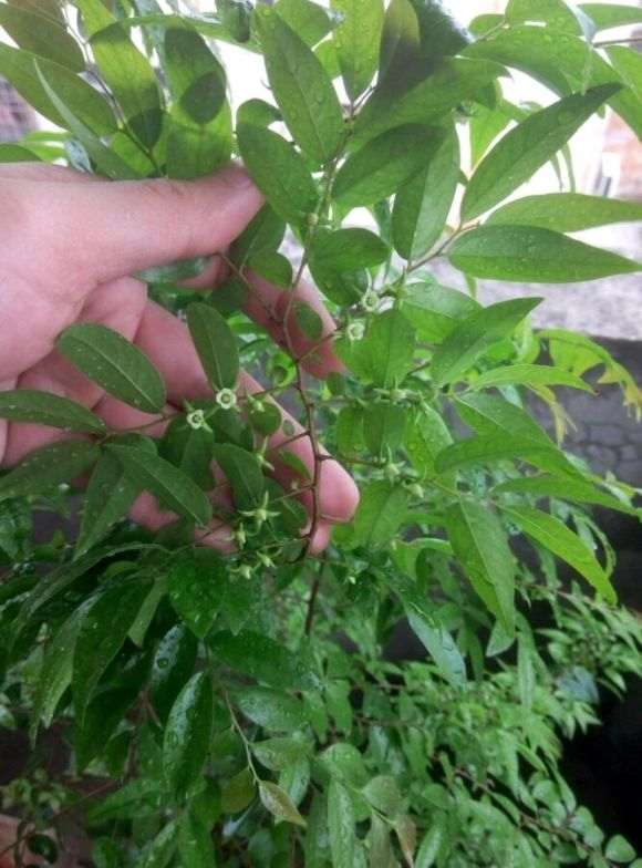 黑骨茶下山桩跟金弹子老鸦柿是近亲吗