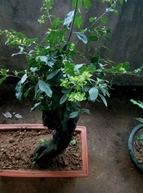 黑骨茶下山桩跟金弹子老鸦柿是近亲吗