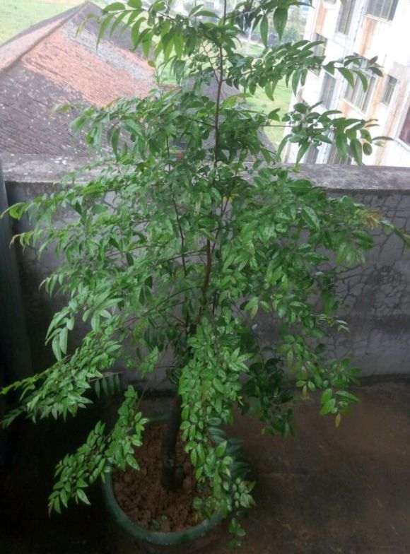 黑骨茶下山桩跟金弹子老鸦柿是近亲吗