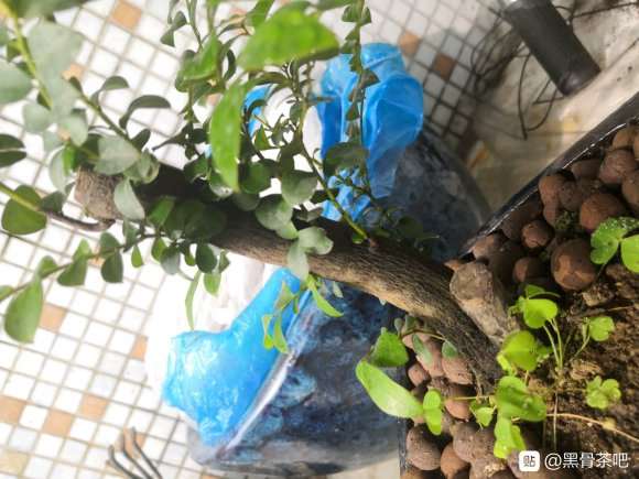 黑骨茶下山桩新芽不是所谓红色 图片