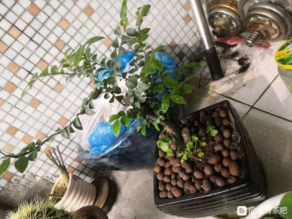 黑骨茶下山桩新芽不是所谓红色 图片