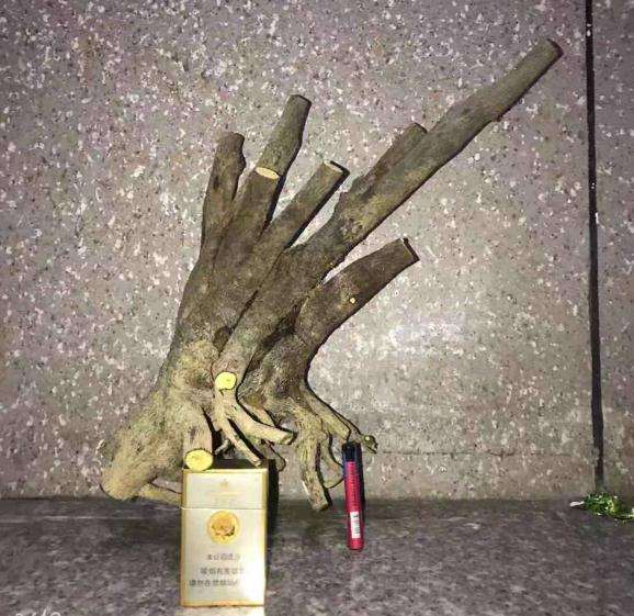 今天收的广西沿海黑骨茶下山桩