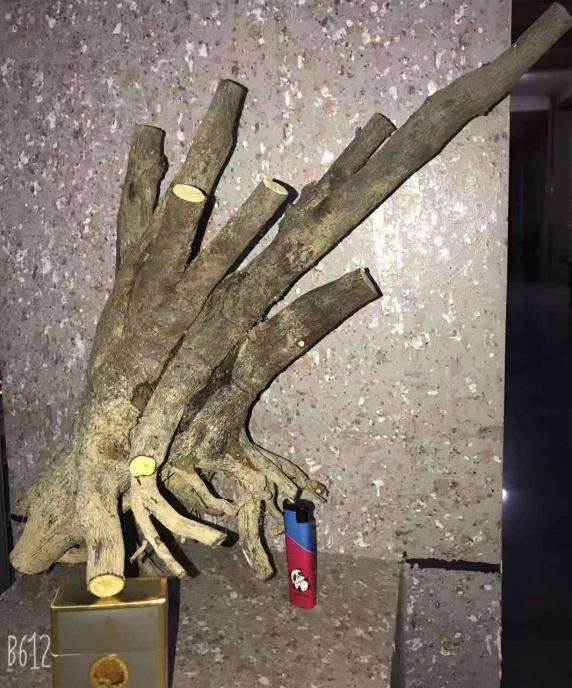 今天收的广西沿海黑骨茶下山桩