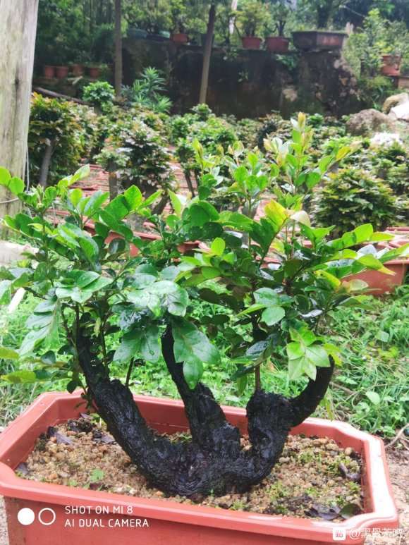 明明是黑骨茶下山桩 为何要说紫檀 