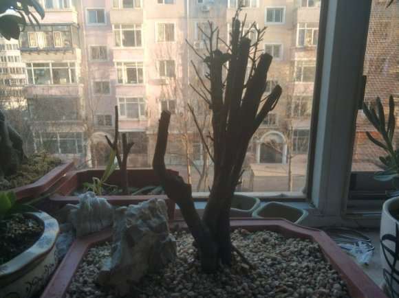 怎么看黑骨茶下山桩是生桩 还是熟桩