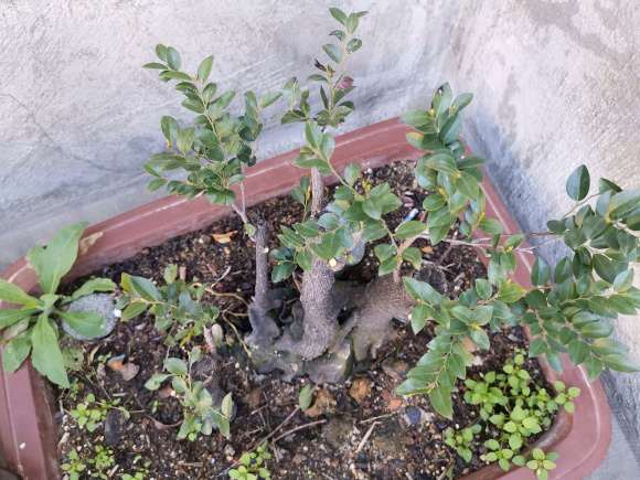 黑骨茶下山桩 去年一年没有发芽