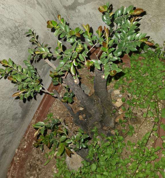 黑骨茶下山桩 去年一年没有发芽