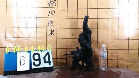 黑骨茶下山桩能嫁接金弹子吗 图片