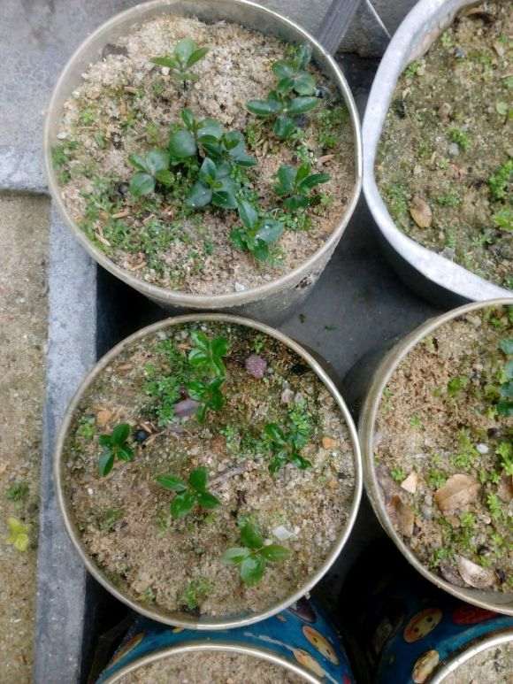 小黑骨茶下山桩全活了 成活极高