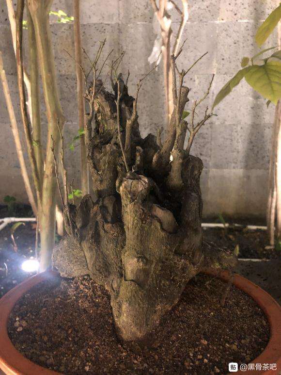 黑骨茶下山桩 350元 贵吗 图片