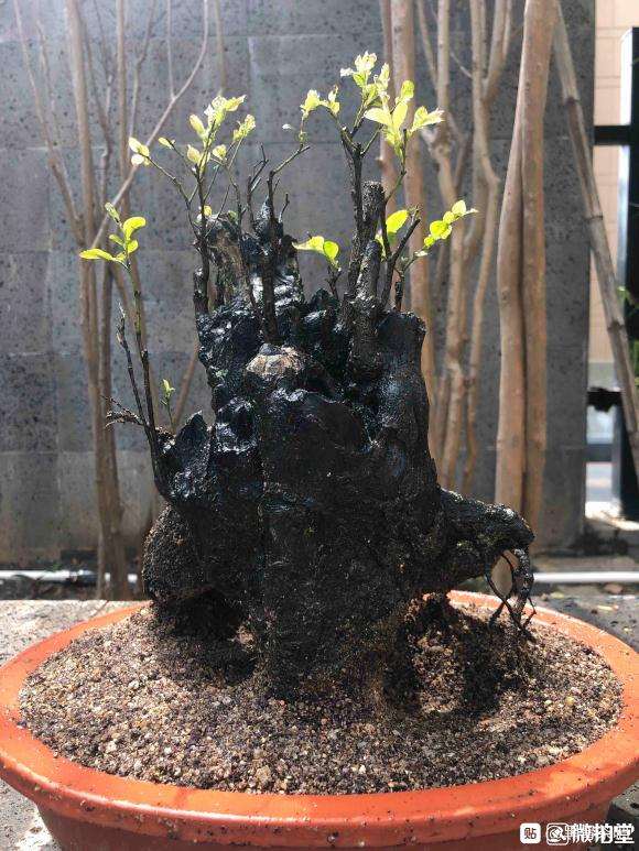 黑骨茶下山桩 350元 贵吗 图片