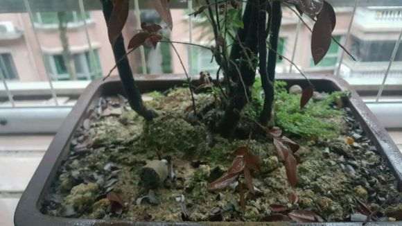 黑骨茶下山桩叶子变红褐色了
