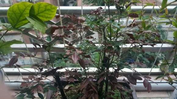 黑骨茶下山桩叶子变红褐色了