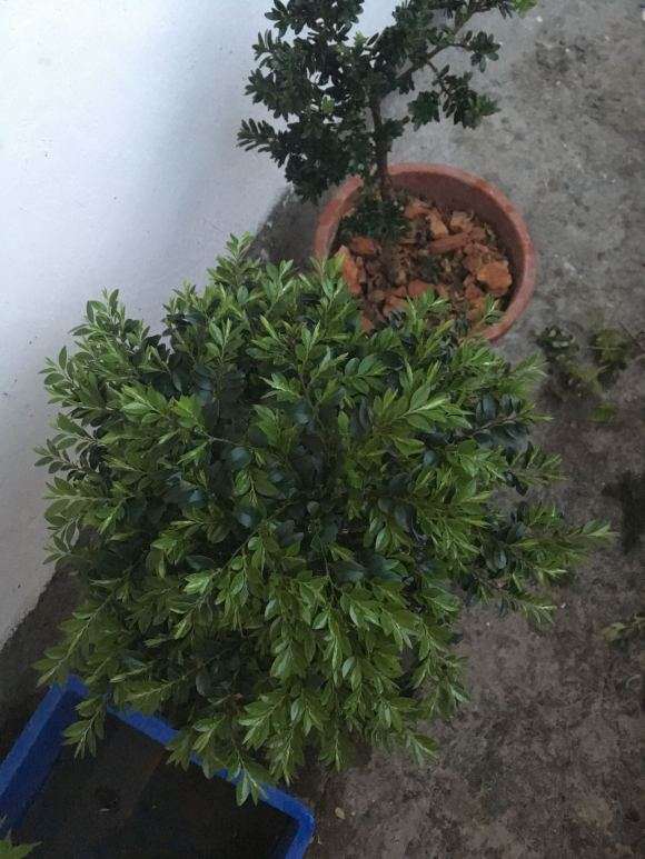 黑骨茶下山桩发芽太厉害了