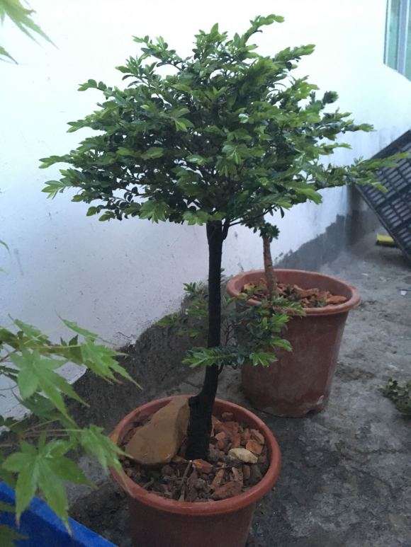 黑骨茶下山桩发芽太厉害了