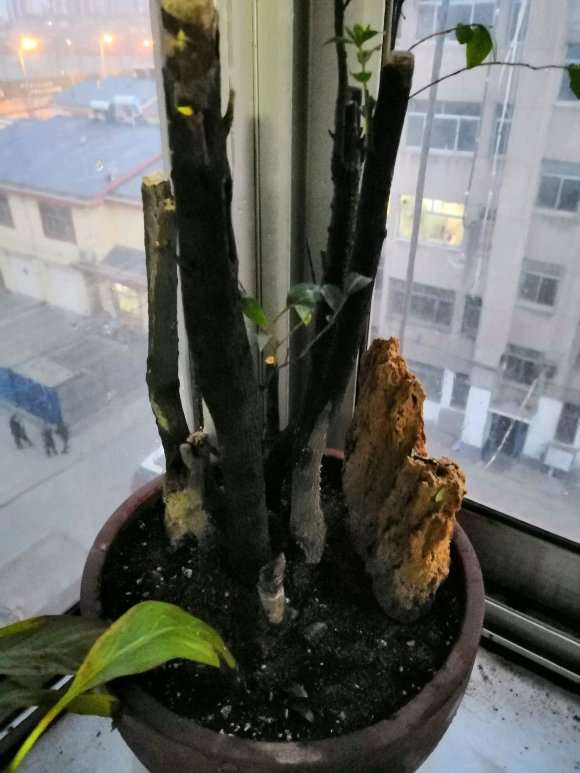 黑骨茶下山桩叶子干了 还能救活吗