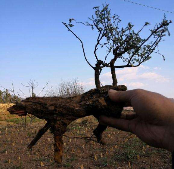 为什么云南没有黑骨茶 金弹子还差不多