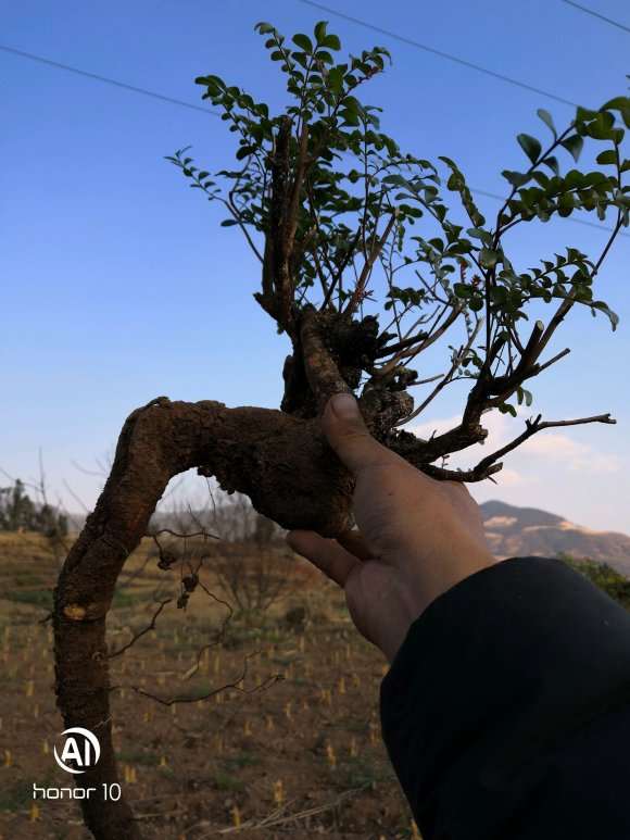 为什么云南没有黑骨茶 金弹子还差不多