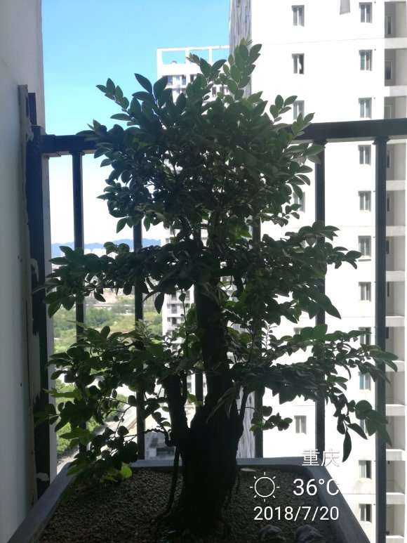 黑骨茶下山桩怎么修枝造型好