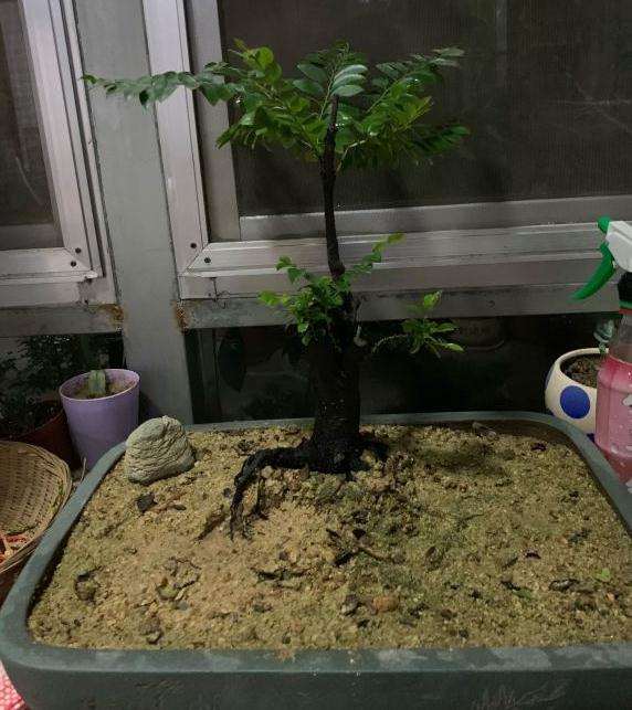 北方黑骨茶下山桩几月份可以换盆