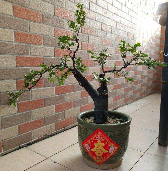 黑骨茶下山桩18年到20年的变化