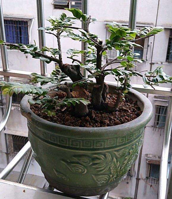 黑骨茶下山桩换盆夏剪