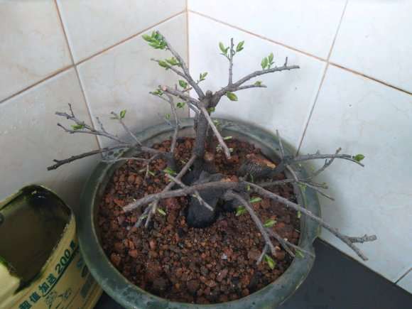 黑骨茶下山桩换盆夏剪