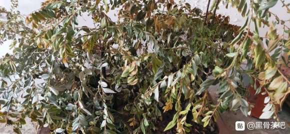 阳台黑骨茶下山桩 盆土干了
