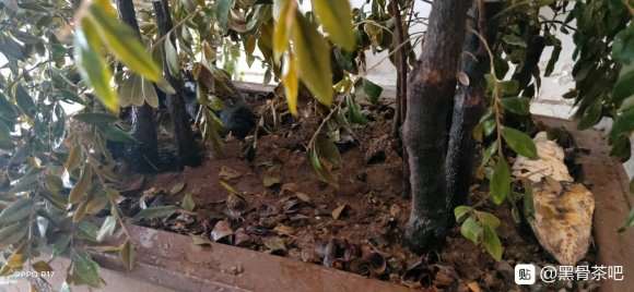 广东野生适合做盆景的都有什么品种