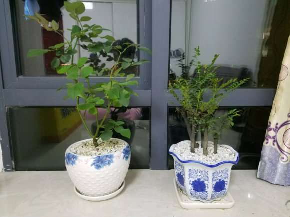 这是小叶紫檀 或者黑骨香下山桩 图片