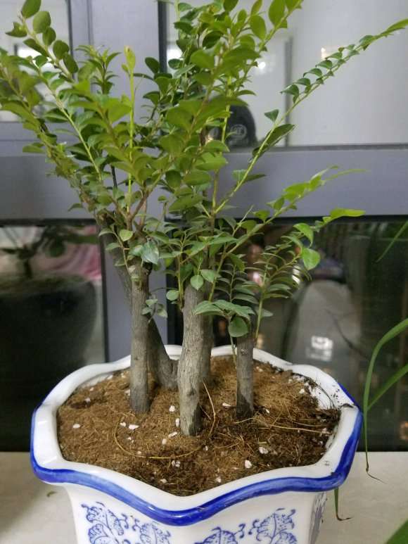 这是小叶紫檀 或者黑骨香下山桩 图片