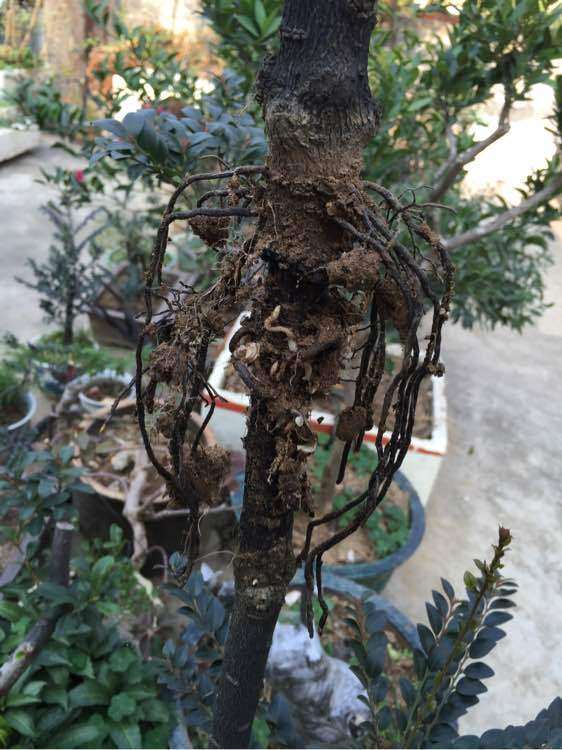 黑骨茶下山桩什么时候高压最好
