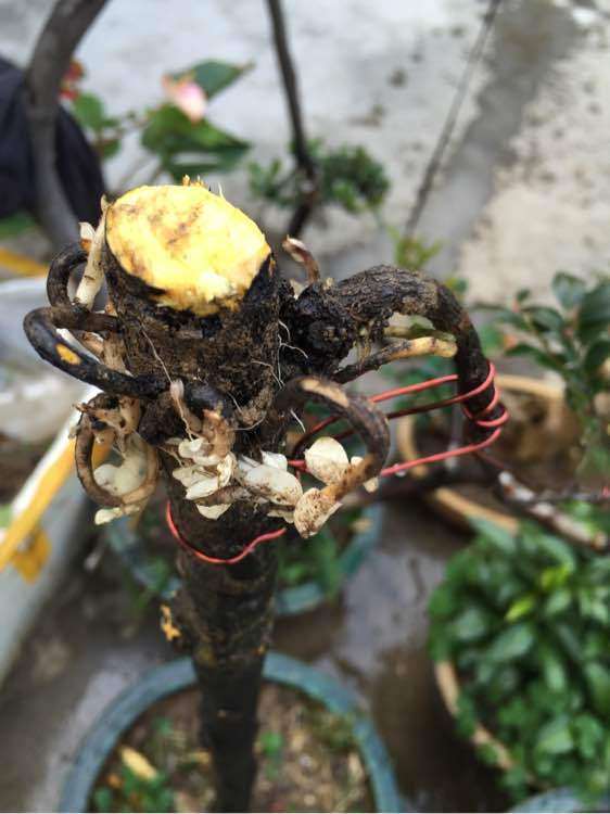 黑骨茶下山桩什么时候高压最好