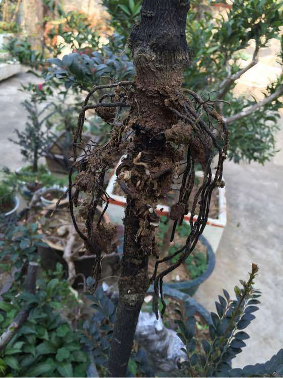 黑骨茶下山桩什么时候高压最好