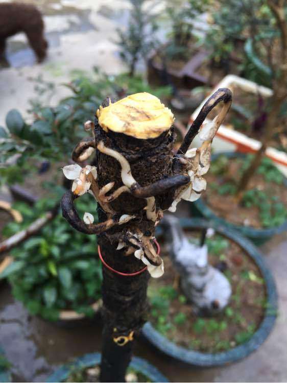 黑骨茶下山桩什么时候高压最好