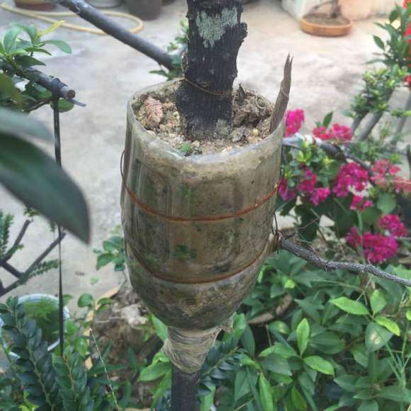 黑骨茶下山桩什么时候高压最好