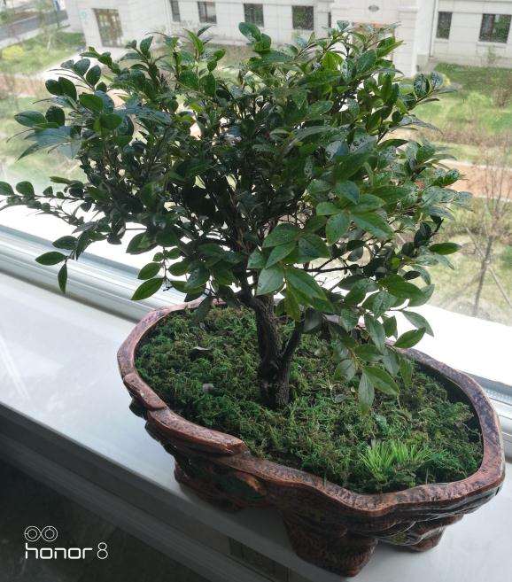 黑骨茶下山桩土里面有小蚂蚁