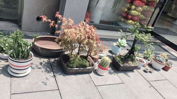 黑骨茶下山桩土里面有小蚂蚁