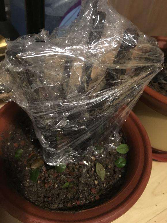 黑骨茶下山桩怎么换盆换土的方法