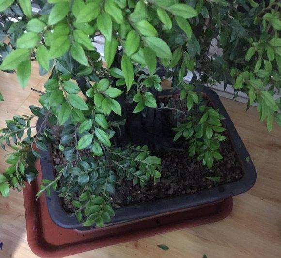 这是不是黑骨茶下山桩的白粉病