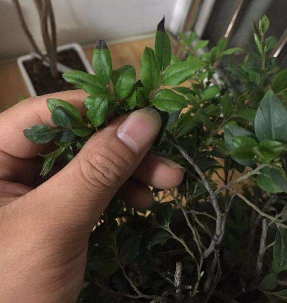 这是不是黑骨茶下山桩的白粉病
