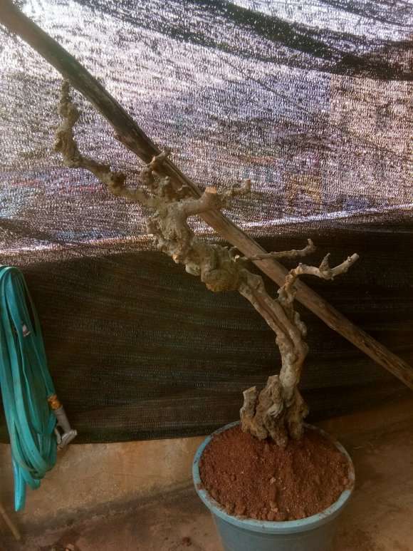 小石积下山桩 已经套袋了