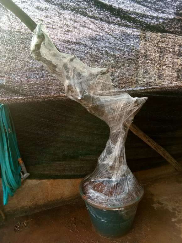 小石积下山桩 已经套袋了