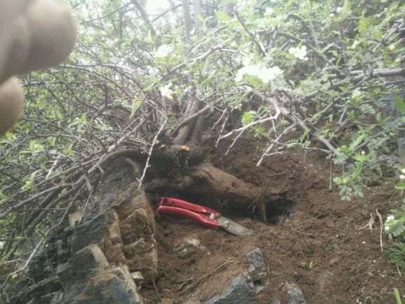 华西小石积下山桩跟韭菜一样的东西叫什么