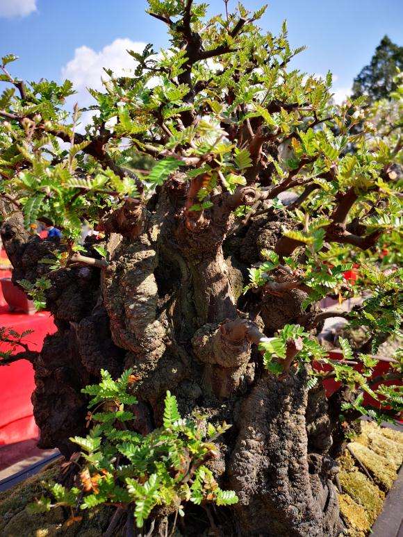 大型小石积下山桩 怎么样